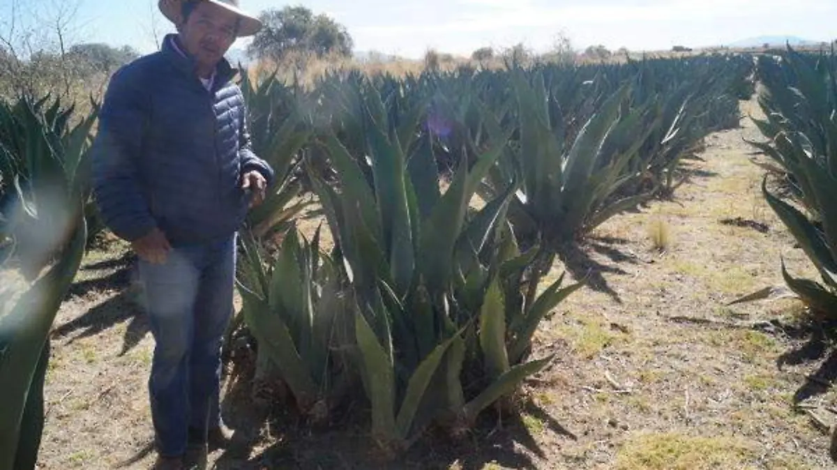 Calpulalpan magueyes 4